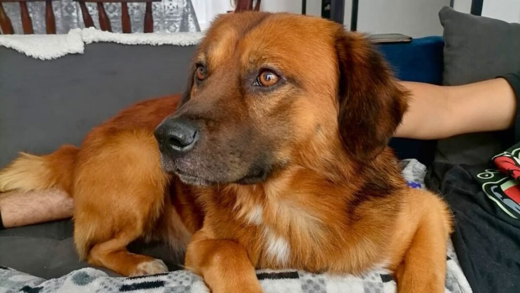 Toby Bogotá