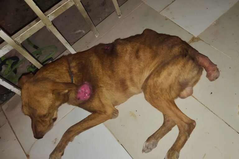 Antes 1 - Doggie