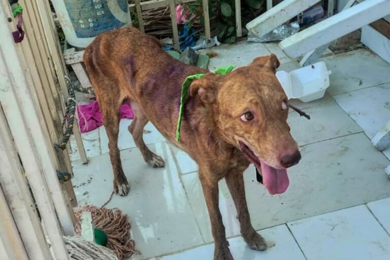 Antes 3 - Doggie